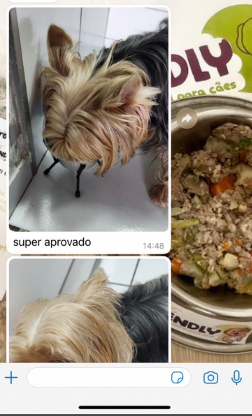 Print de conversa de WhatsApp com foto de um yorkshire comendo a alimentação natural e a mensagem super aprovado