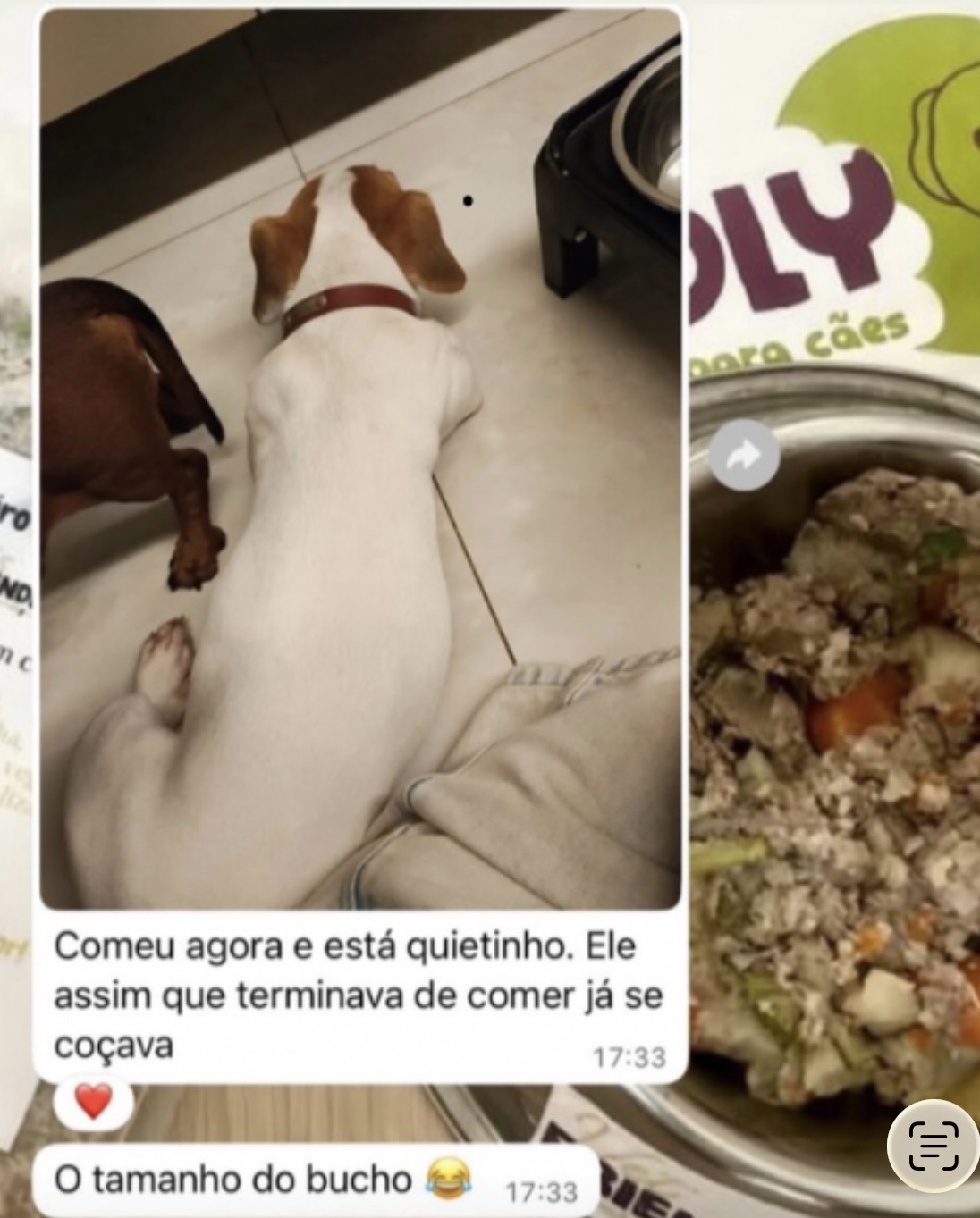 Print de conversa de WhatsApp com foto de dois cães deitados e a mensagem contando que o cão comeu e ficou quietinho, sem se coçar como antes